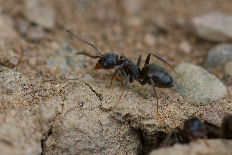 04 Lasius grandis.jpg
